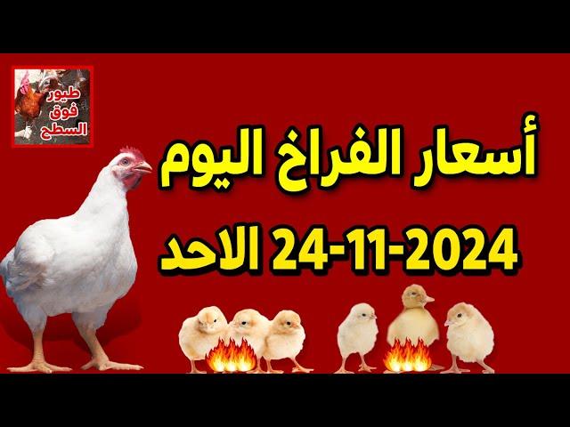 أسعار الفراخ الارانب الكتاكيت السمان البط  الاحدفي البرصةو المحلات 24/ 11/ 2024