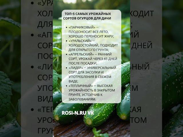 Топ 5 самых урожайных сортов огурцов для дачи
