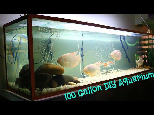 100 Gallon DIY Aquarium (update 3) with Giant Gourami , Piranha , Koi Carp , Pleco