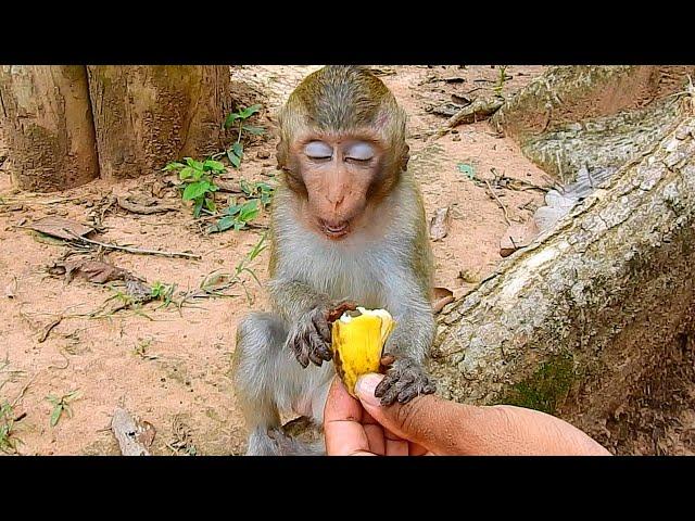 Alba Like Make Sympathy Face After She Get Food From Me | alba Look Very Lovely Baby Monkey