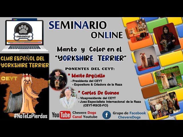 MANTO Y COLOR EN EL YORKSHIRE TERRIER | SEMINARIOS ONLINE | CEYT | #CHEVEREDOGS