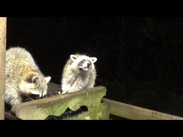 Big Crowd tonight and baby raccoons