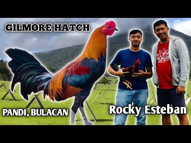 GILMORE HATCH - S&R GAMEFARM - RED GAMEFARM LINE - QUALITY GAMEFOWL IN THE PHILIPPINES