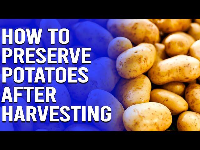 How to Preserve Potatoes After Harvesting - How To Cure Potatoes After Harvest