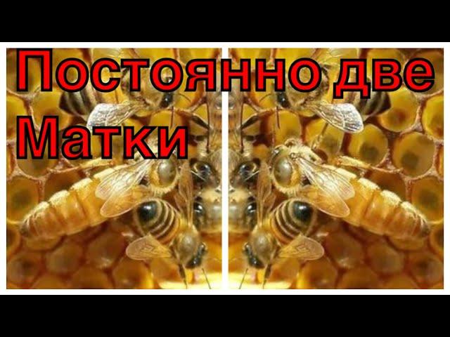 В СЕМЬЕ ПОСТОЯННО ДВЕ МАТКИ