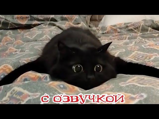 Funny Animal Videos 2024 - Funniest Dogs and Cats Videos #310