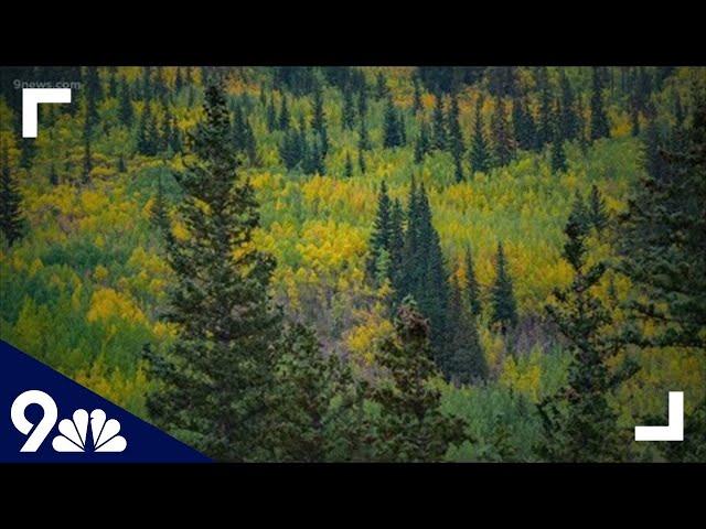 When is the best time to see the peak fall colors in Colorado?