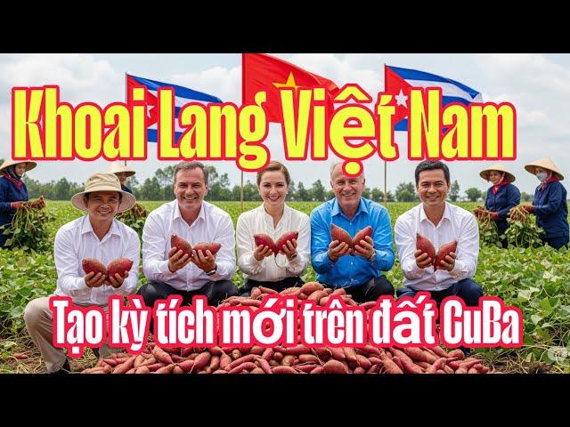  Khoai Lang Việt Giúp Cuba Hồi Sinh: Câu Chuyện Khiến Thế Giới Phải Khâm Phục!