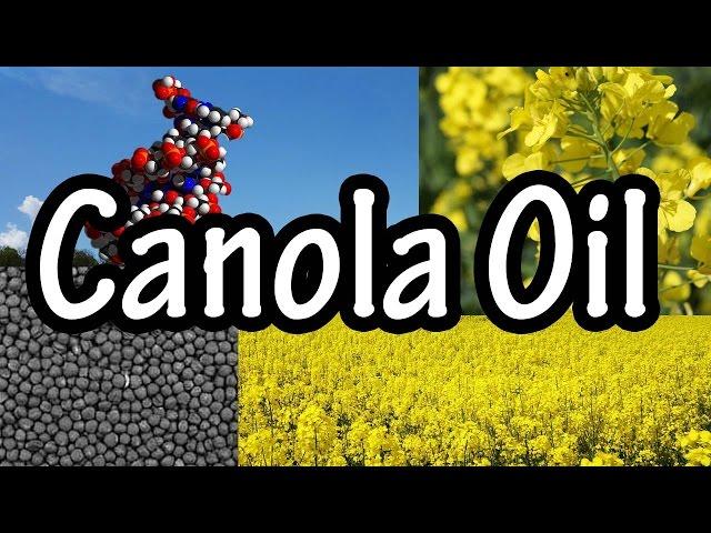 Canola Oil - What is Canola Oil - Canola Oil Nutrition