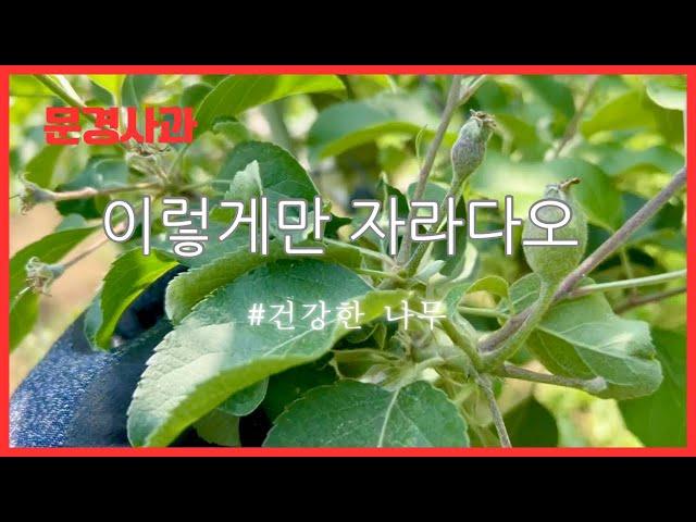 [박스팜] 2024 농사일기 - 사과편 ep.10 건강한 사과나무를 보여드립니다