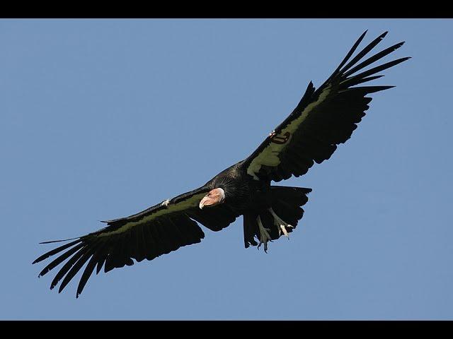 California condors