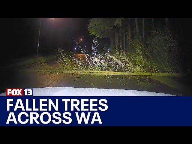 Massive trees down from Lake Stevens to Mill Creek | FOX 13 Seattle