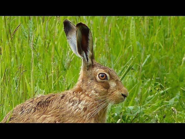 Close Encounter with a Brown Hare