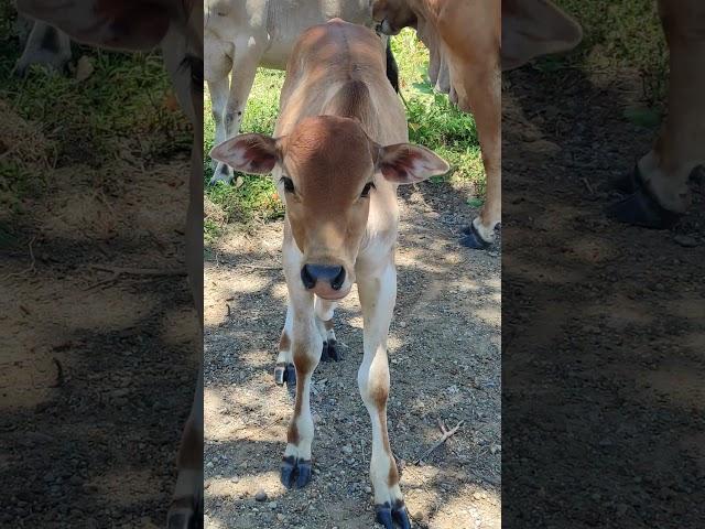 Funny cow, cow village #shorts #cowvideos #animals #pedet