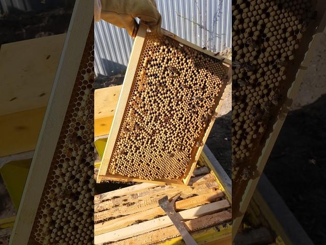 создаём свой трутовый фон. #пчеловодство #пасека #пчёлы #beekeeper #bee #honey #мёд #бакфаст