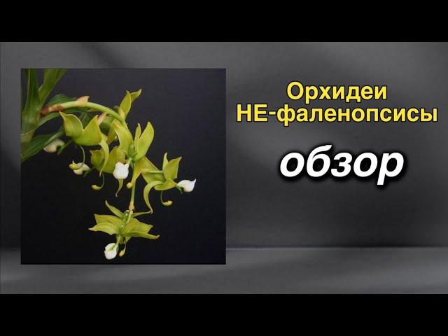 Orchid_rus - магазин орхидейных редкостей!