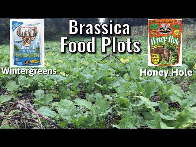 Brassica Food Plots - Whitetail Institute Wintergreens and Antler King Honey Hole