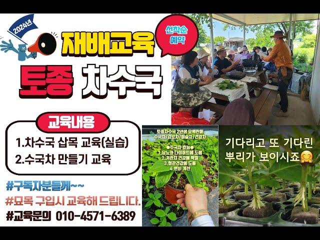 [현장교육]2024년 차수국 삽목 및 재배교육 진행합니다 #행복한나무농장 #automobile #gardening #garden #토종차수국 #건강차 #변비 #기관지염 #혈관건강