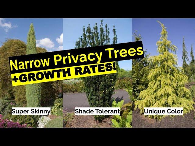 16 Narrow Evergreen Tree Suggestions For Year-Round Privacy In Small Yards (+ Growth Rates)