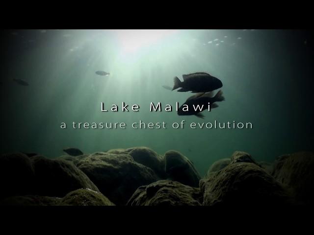 Lake Malawi