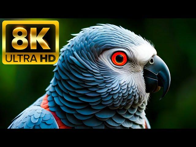 BIRD OF PARADISE - 8K (60FPS) ULTRA HD - With Relaxing Music (Colorfully Dynamic)