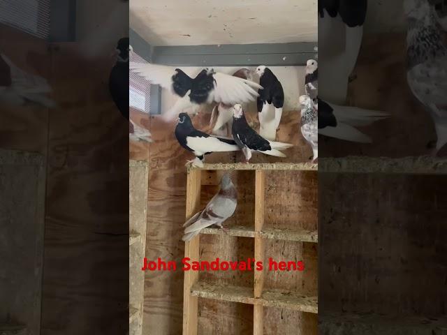 John Sandoval hens #RealBirdMan #California #BirminghamRollers #BirdsForBreakfast