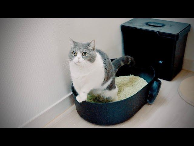 [cat vlog] A Cat that Uses Cat Litter Standing Up... and That's When It All Started