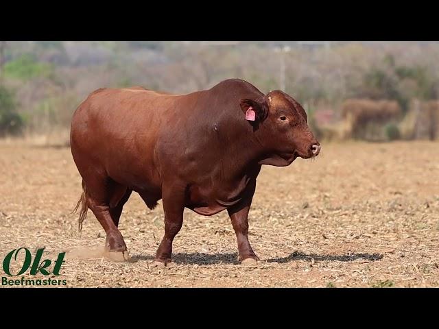 Kalahari Beefmasters - OKT 20 161