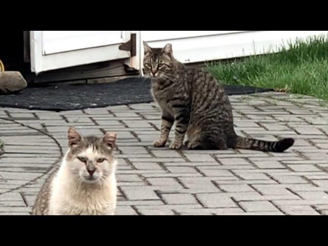 Feral cat's final love story