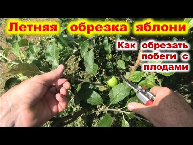 ЛЕТНЯЯ ОБРЕЗКА ЯБЛОНИ  с урожаем