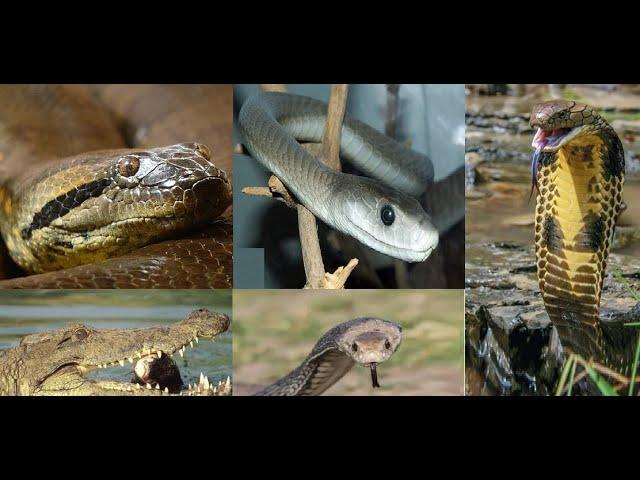 #Anaconda, #Crocodile, Black #Mamba, #Cobra King, Types of #snakes