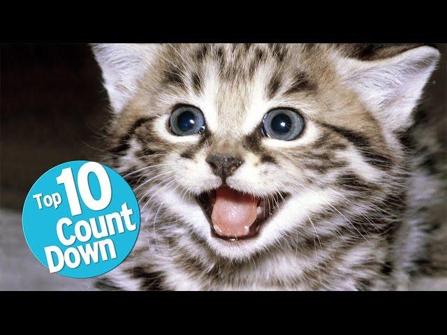 Top 10 Domesticated Cat Breeds