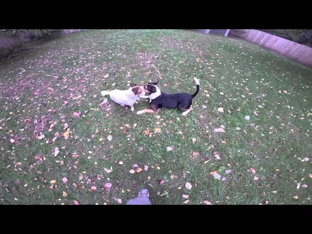 Rosie and Chance (in HD)