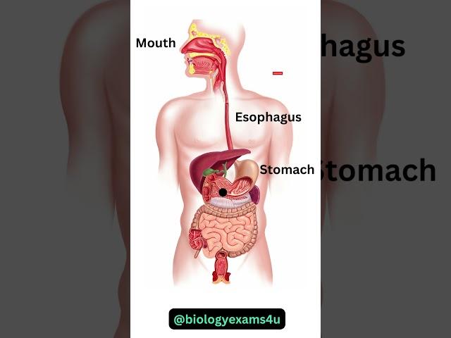 Digestive System Animation || How Food moves through the Digestive System?