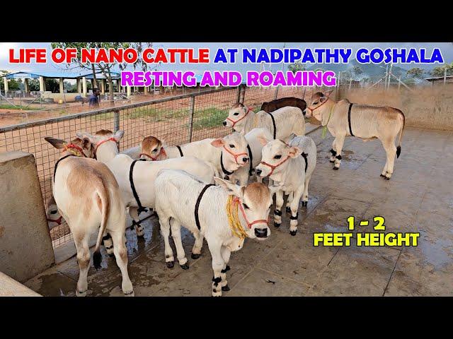 Adorable Nano Cattle at Nadipathy Goshala: Some Sleeping, Some Roaming #miniature #trending #yt