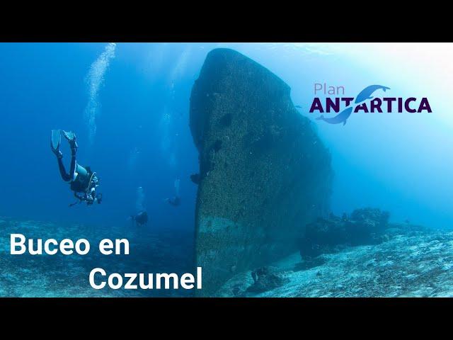 Buceo en Cozumel | Un resumen de lo que puedes ver bajo el agua