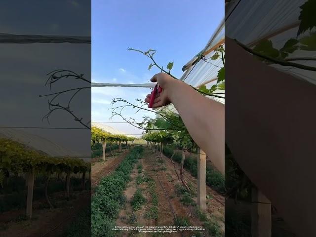 One Snip, One Control: The Know-How of Grape Cultivation