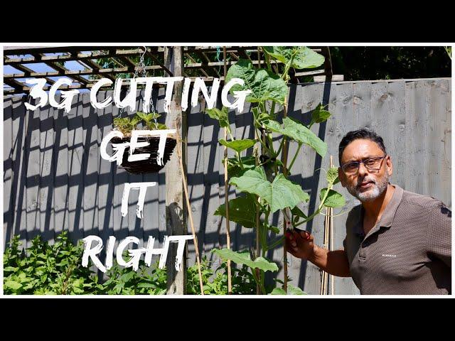 PRUNE BOTTLE GOURD VINE CORRECTLY TO GET HUGE HARVEST (How To Prune Bottle Gourd)