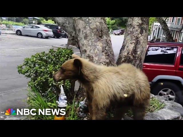 Black bear encounters on the rise in California