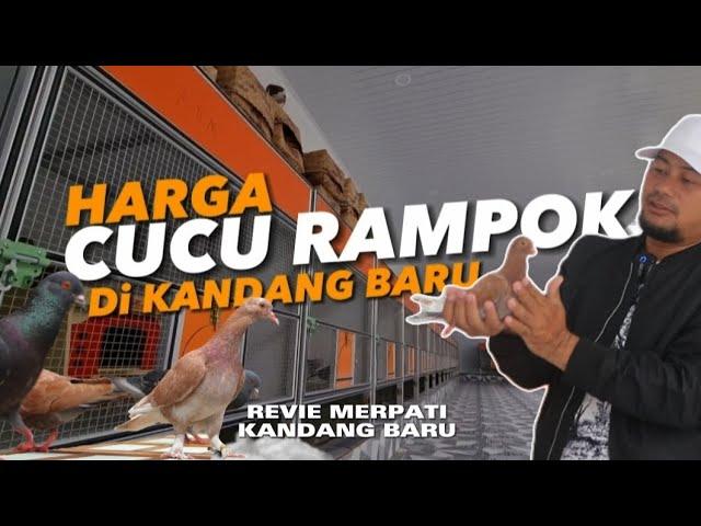 HARGA CUCU RAMPOK