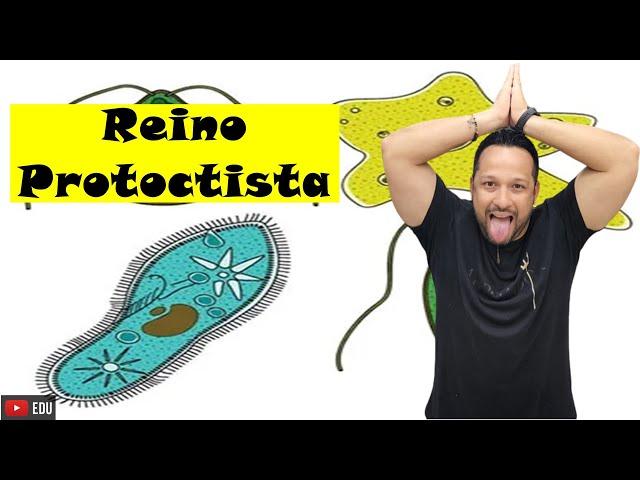 Reino Protoctista (Protista) - Características Gerais e Participantes - Microbiologia