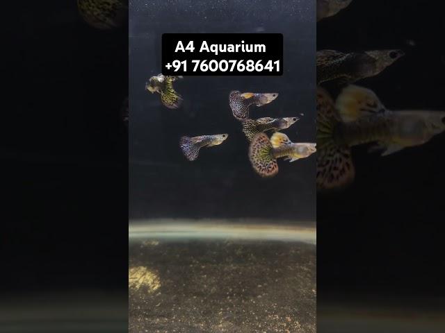 Violet Cobra Guppy Dumbo Guppy Best Fresh Water Fish Aquarium Shop And Gallery In Ahmedabad Gujarat