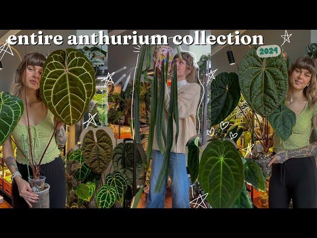 all of my anthurium  with growth updates, growing conditions, & where i got them!