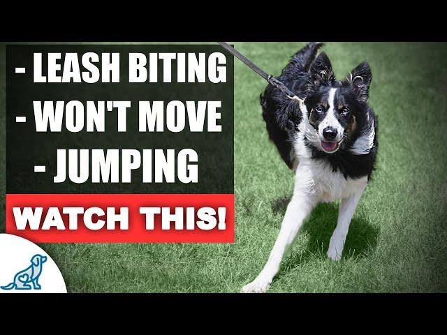 Fix Your Leash Walking Training For THESE Common Problems