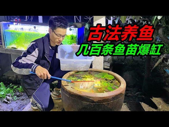 利用臭水缸進行古法養魚，本來一切正常，到了晚上魚兒爆缸了