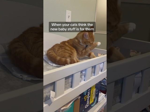 When your cats think the new baby stuff is for them