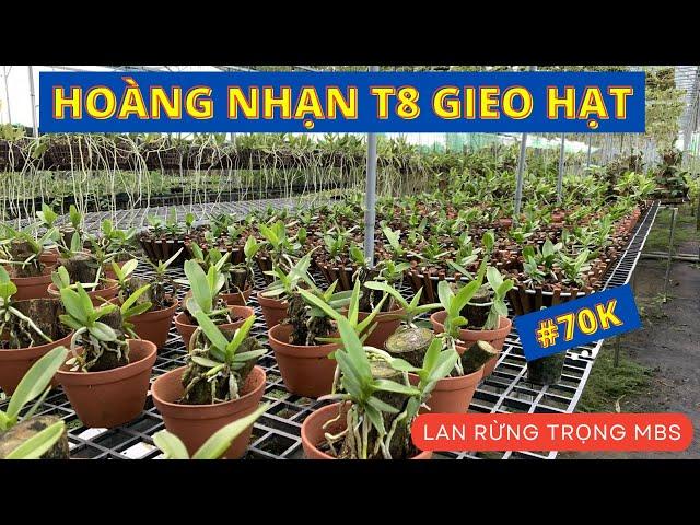 #70K HOÀNG NHẠN THÁNG 8 gieo hạt, cây giống chuẩn rừng Gia Lai | Vườn lan Trọng MBS