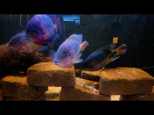 Crazy Fish Room Tour - 60 Tanks and Over 2000 Gallons