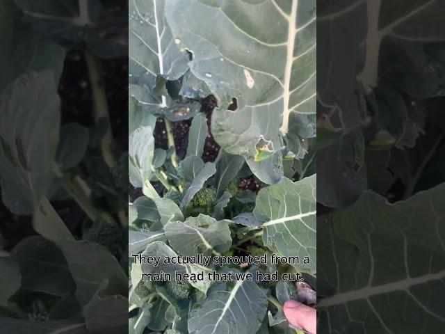 Better Broccoli Harvest