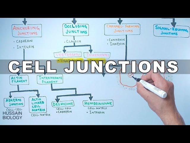 Cell Junctions